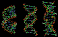 A-DNA, B-DNA and Z-DNA.png