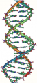 DNA double helix vertikal.PNG