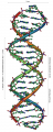 799px-DNA Overview rus2.PNG