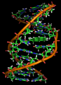 Benzopyrene DNA adduct 1JDG.png